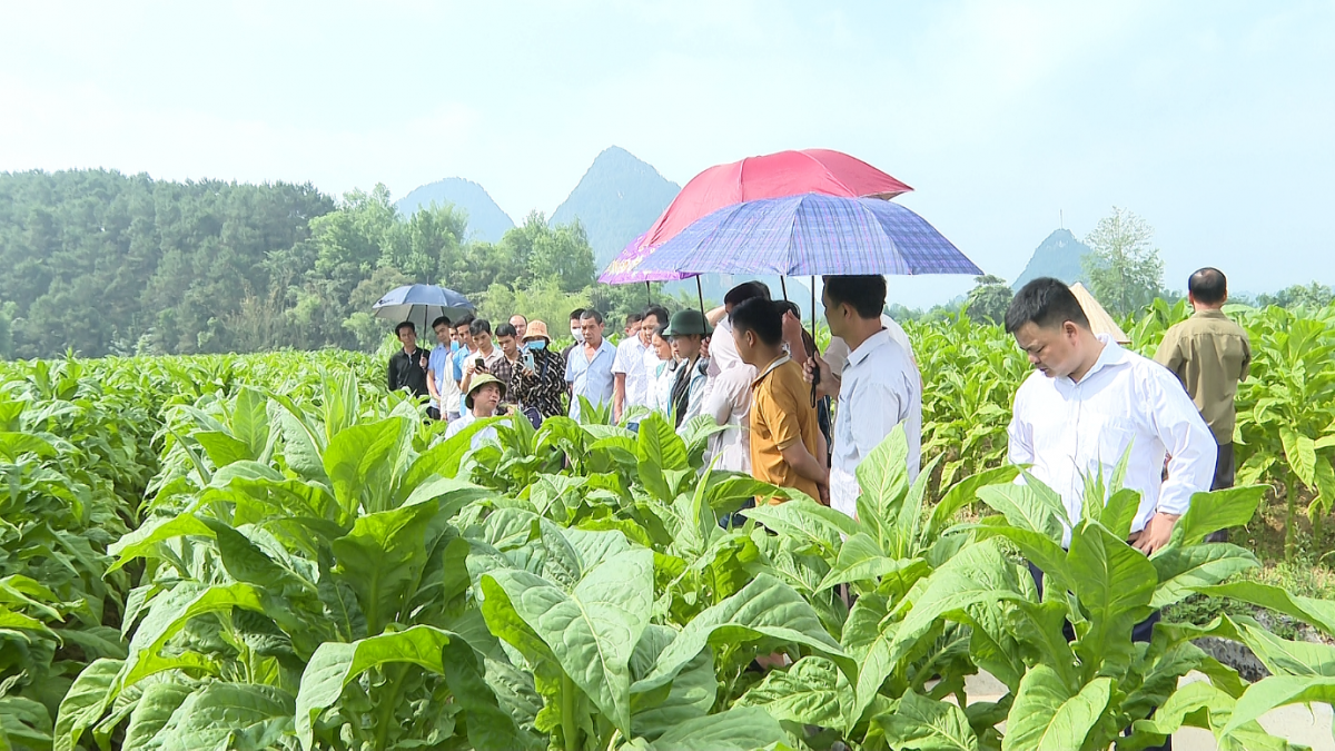 Cao Bằng: Giải ngân Chương trình mục tiêu quốc gia mới đạt 11,86% kế hoạch