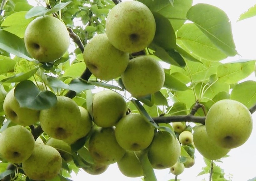 Động lực thúc đẩy kinh tế nông thôn phát triển