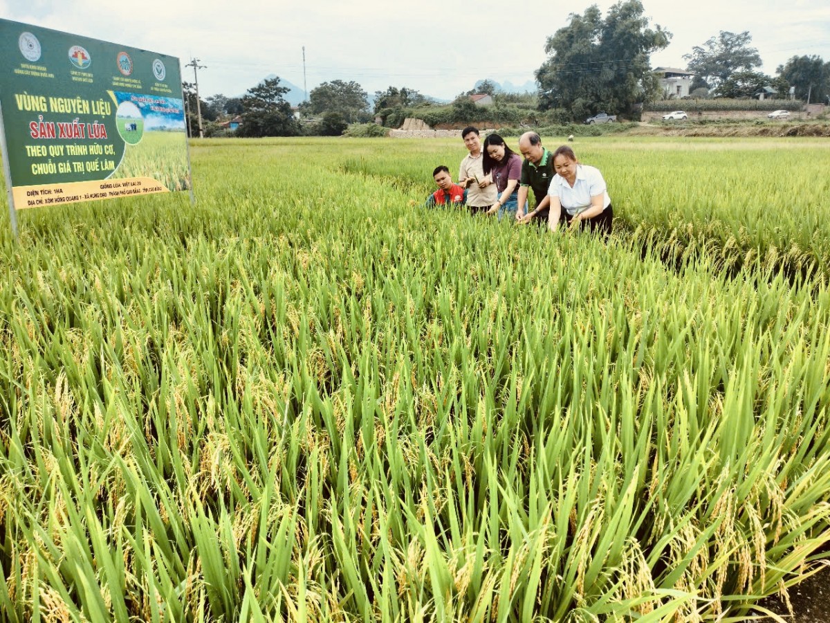 Hiệu quả mô hình trồng giống lúa hữu cơ Việt Lai 20