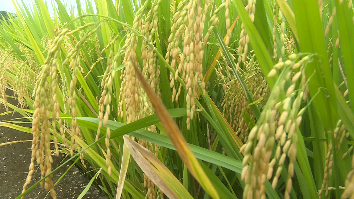 Hiệu quả mô hình trồng giống lúa hữu cơ Việt Lai 20