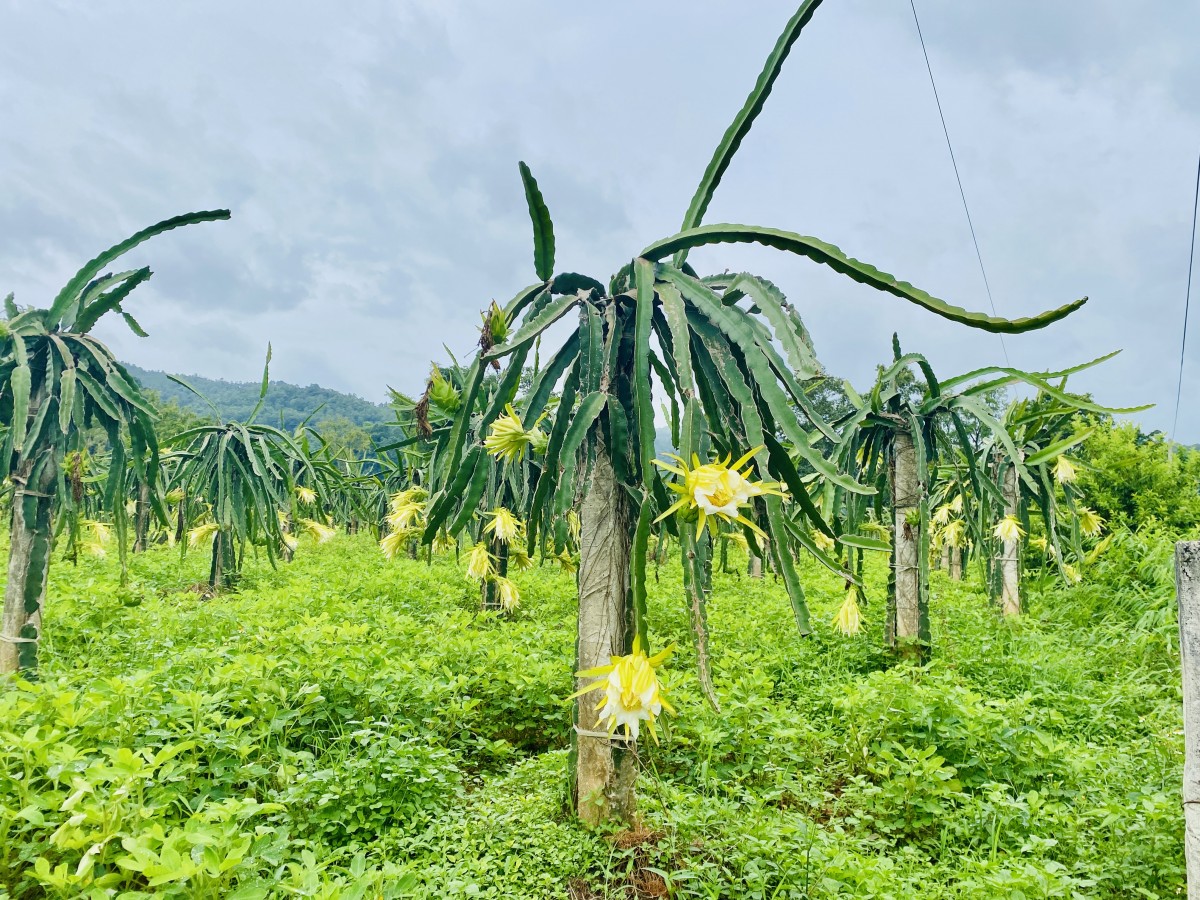 “Trái ngọt” cho nông dân cơ hội làm giàu
