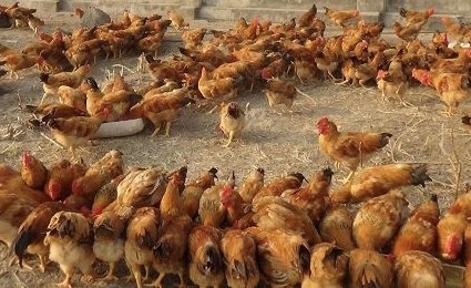 Cao Bằng: Hỗ trợ triển khai 4 mô hình khuyến nông