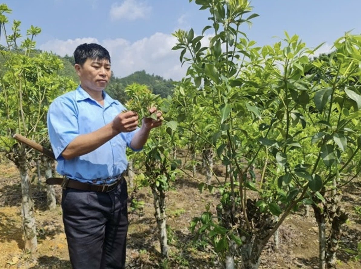 Chuyện Bí thư xóm người Dao “chưng cất” giấc mơ xoá nghèo trên đỉnh non cao