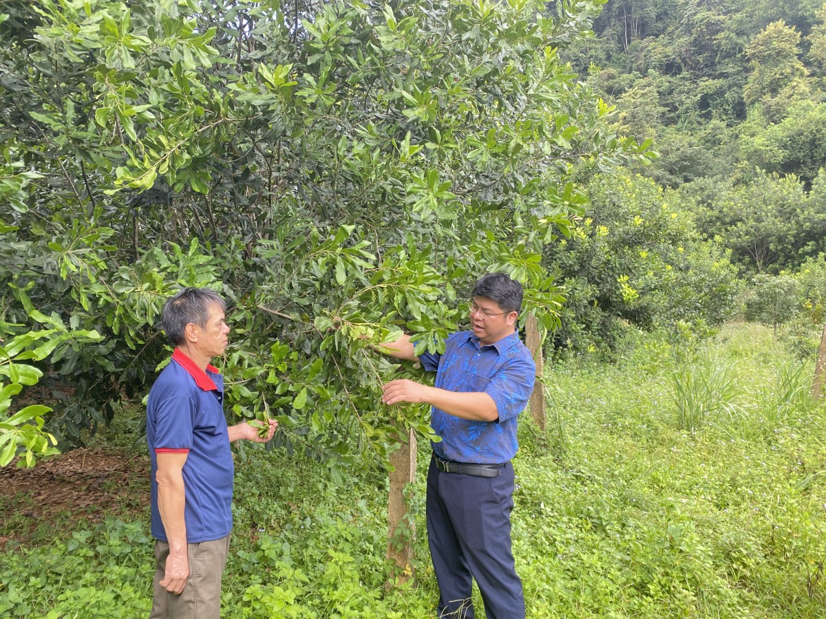 Cây trồng cho nông dân cơ hội thoát nghèo và làm giàu bền vững