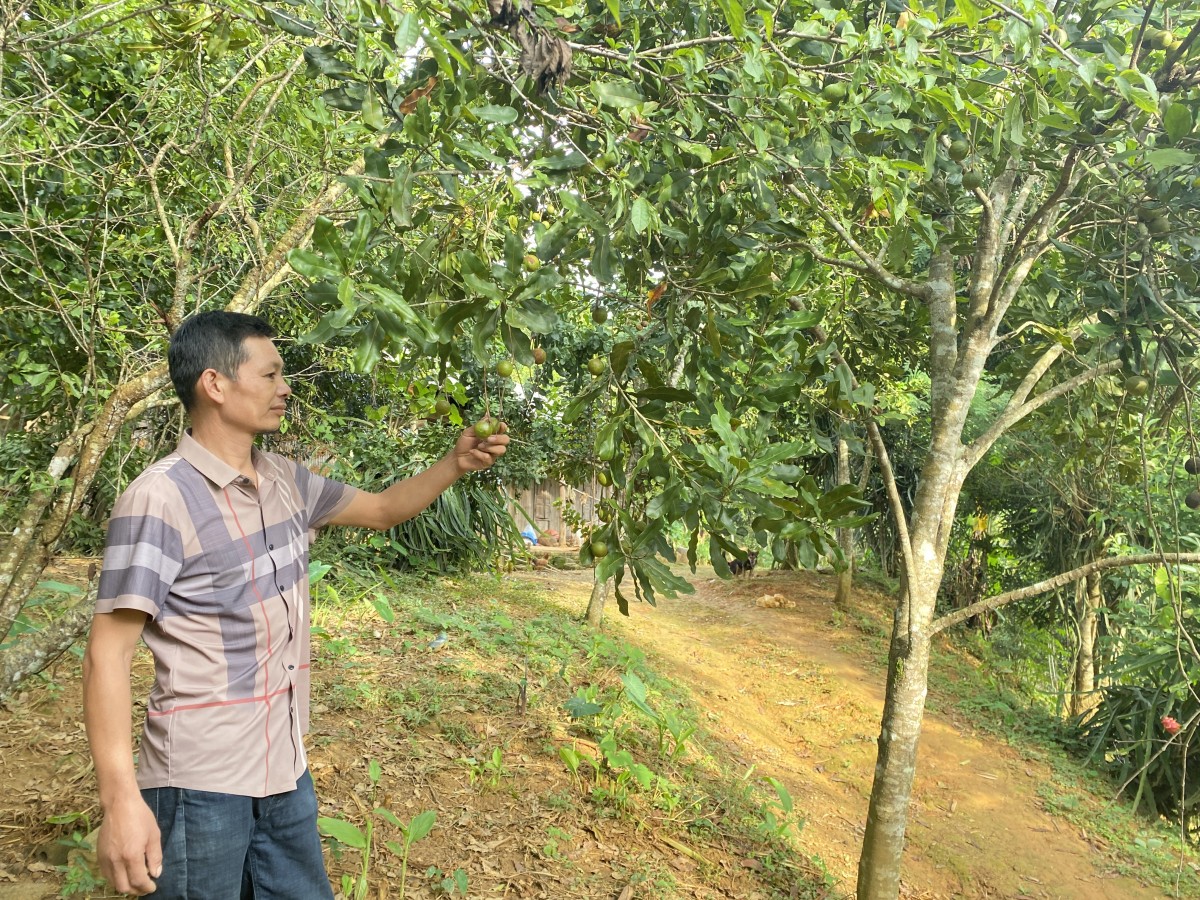 Cây trồng cho nông dân cơ hội thoát nghèo và làm giàu bền vững