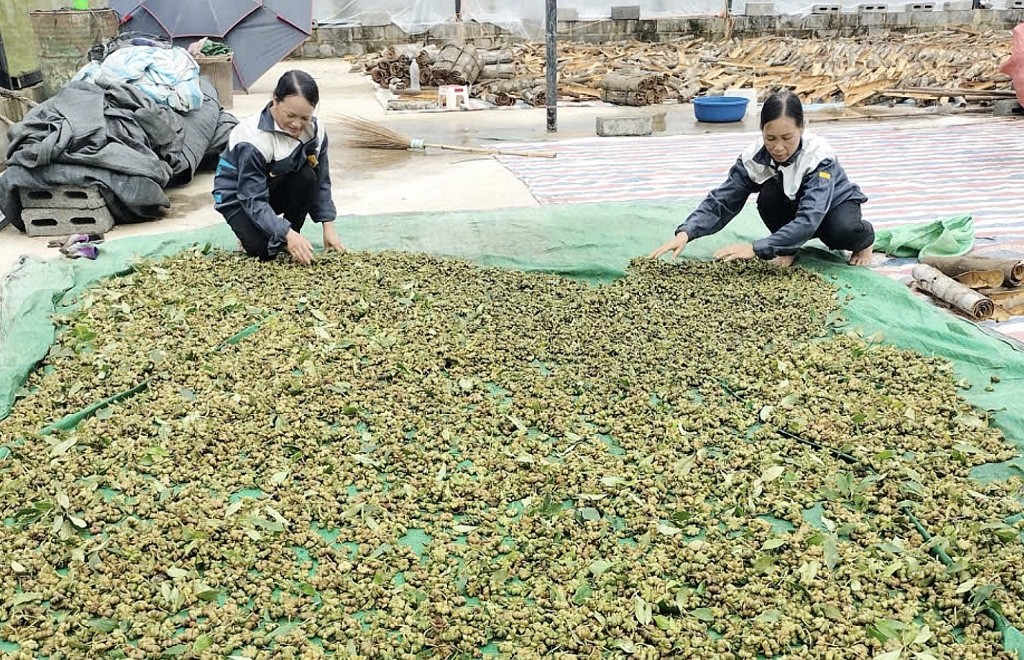 Xây dựng liên kết theo chuỗi giá trị để cây hồi vươn xa