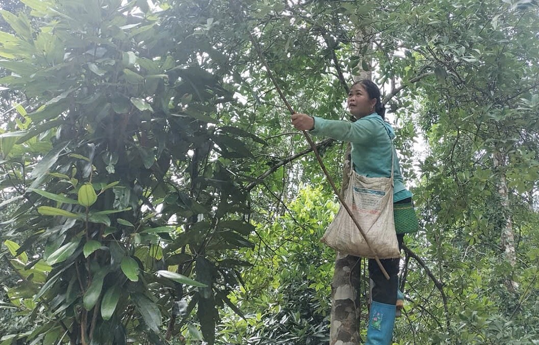 Xây dựng liên kết theo chuỗi giá trị để cây hồi vươn xa