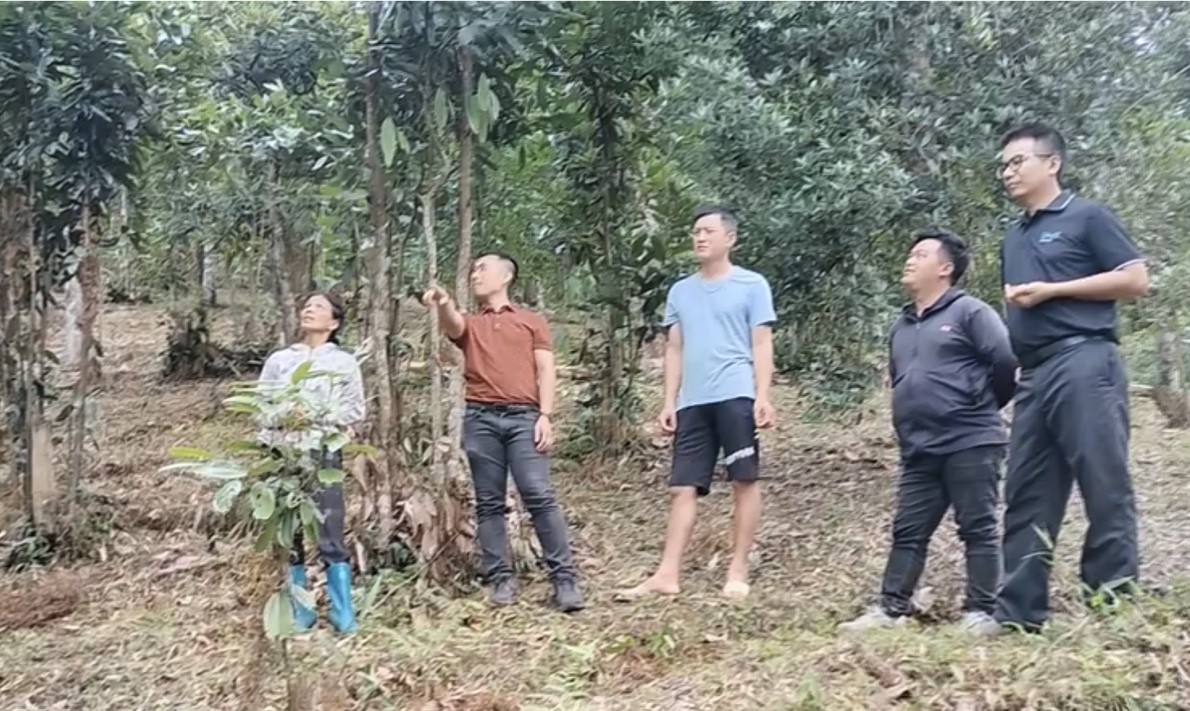 Xây dựng liên kết theo chuỗi giá trị để cây hồi vươn xa