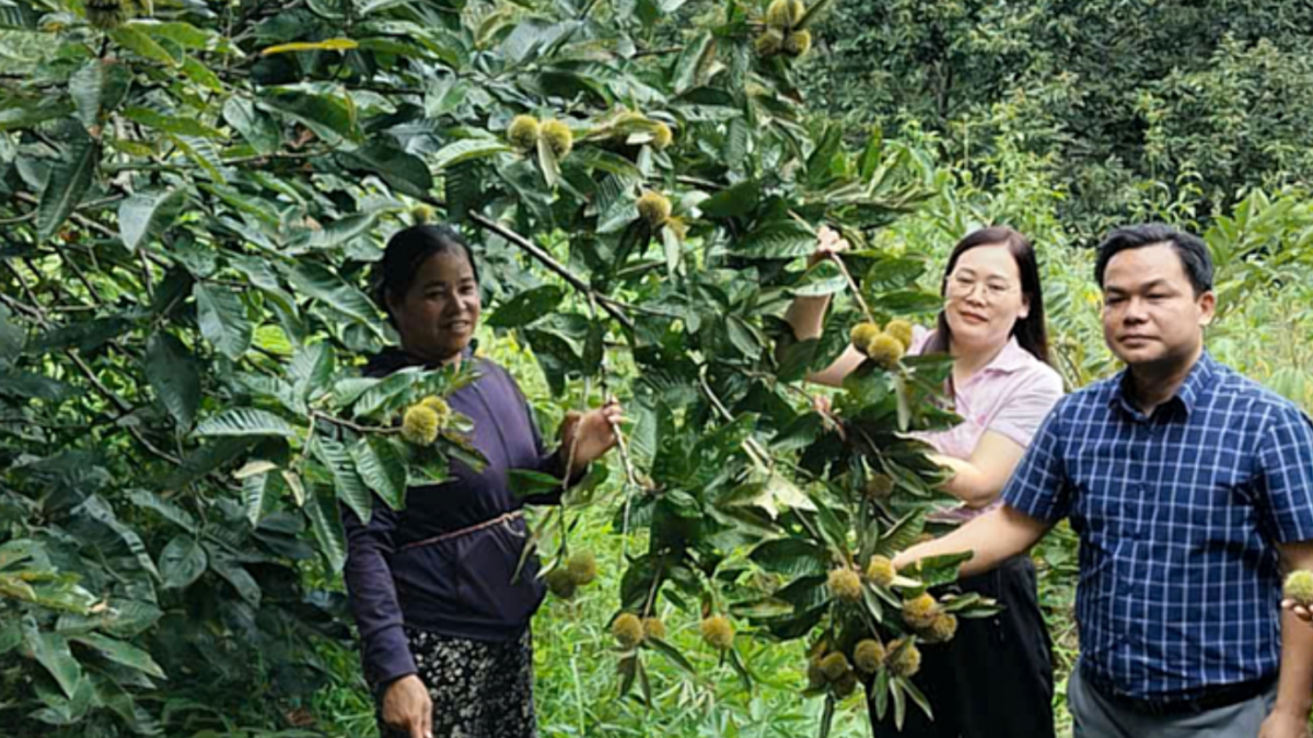 Cây dẻ - Hành trình trở thành cây trồng mũi nhọn - Kỳ cuối: Phát triển từ chính sách đồng bộ