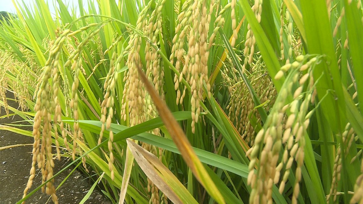 Gieo niềm tin cho nông dân vào những vụ mùa bội thu