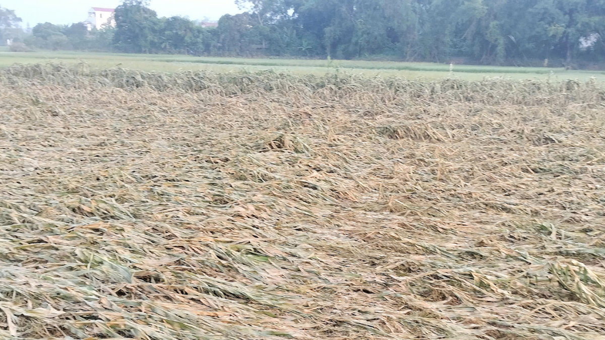 Mầm sống hồi sinh sau lũ dữ - Kỳ cuối: Tạo nguồn lực cho sản xuất, ổn định sinh kế người dân Mầm sống hồi sinh sau lũ dữ - Kỳ cuối: Tạo nguồn lực cho sản xuất, ổn định sinh kế người dân