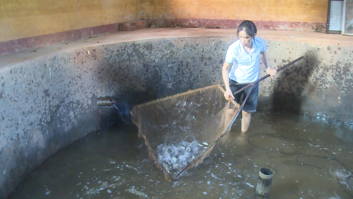 Mầm sống hồi sinh sau lũ dữ - Kỳ cuối: Tạo nguồn lực cho sản xuất, ổn định sinh kế người dân Mầm sống hồi sinh sau lũ dữ - Kỳ cuối: Tạo nguồn lực cho sản xuất, ổn định sinh kế người dân