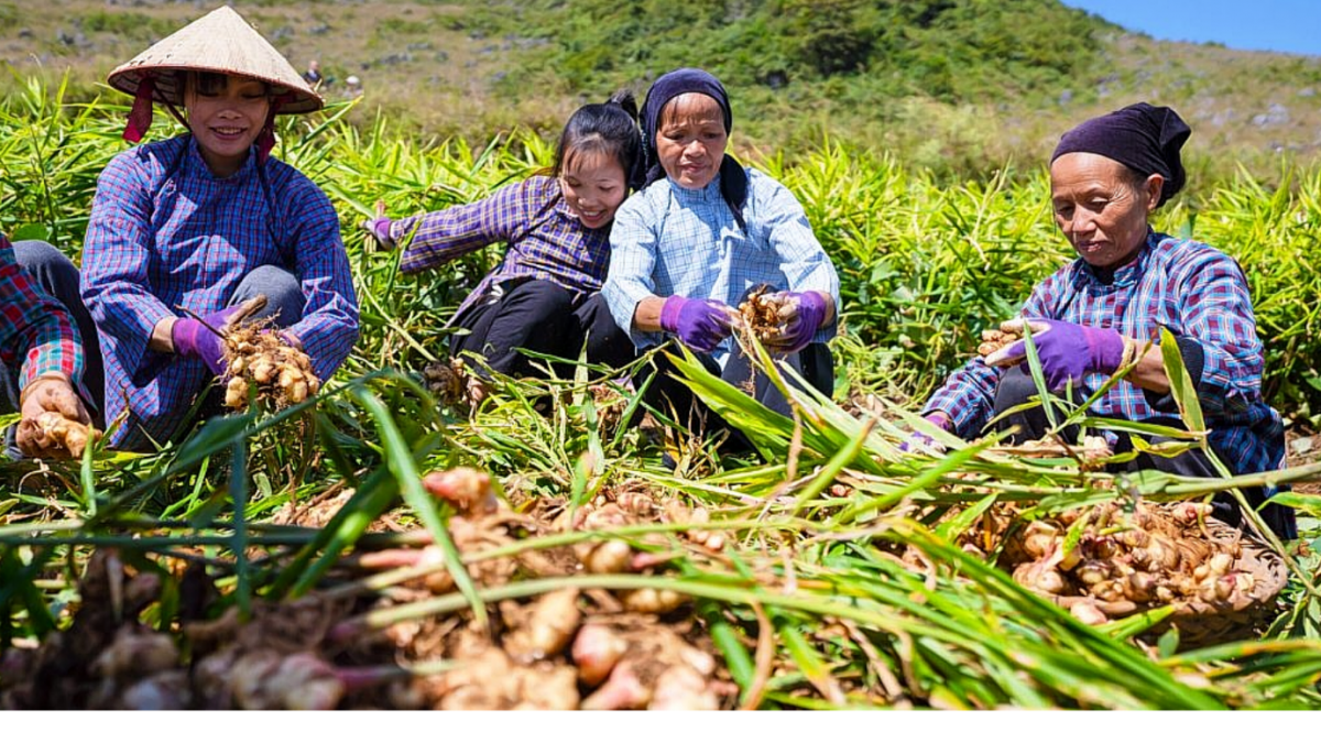 Nông nghiệp hữu cơ - hướng sản xuất nâng cao giá trị nông sản