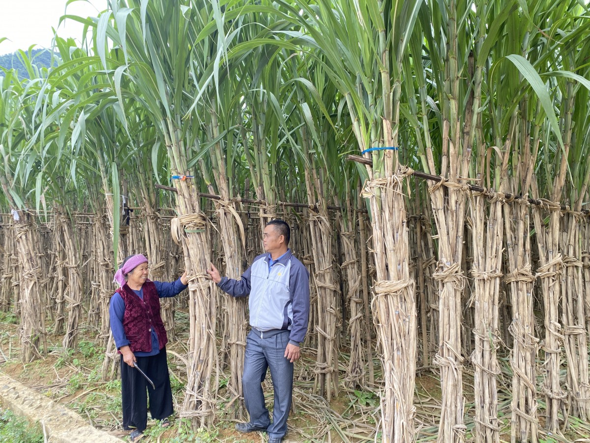 Mía Nguyên Bình - Cây trồng đặc hữu có giá trị cho nông dân phát triển sinh kế