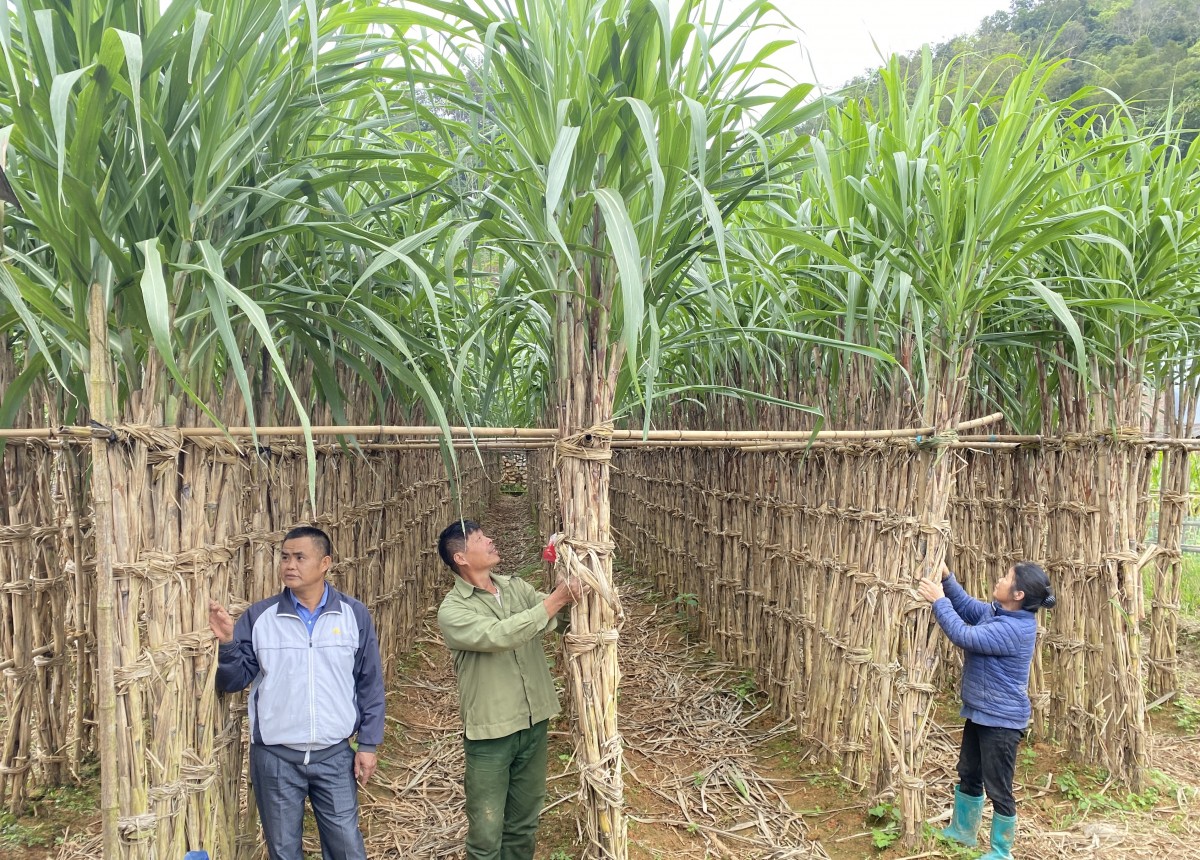 Mía Nguyên Bình - Cây trồng đặc hữu có giá trị cho nông dân phát triển sinh kế