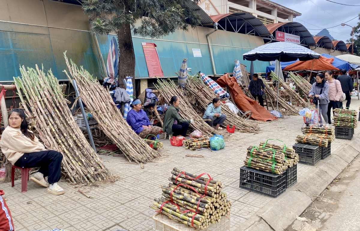 Mía Nguyên Bình - Cây trồng đặc hữu có giá trị cho nông dân phát triển sinh kế