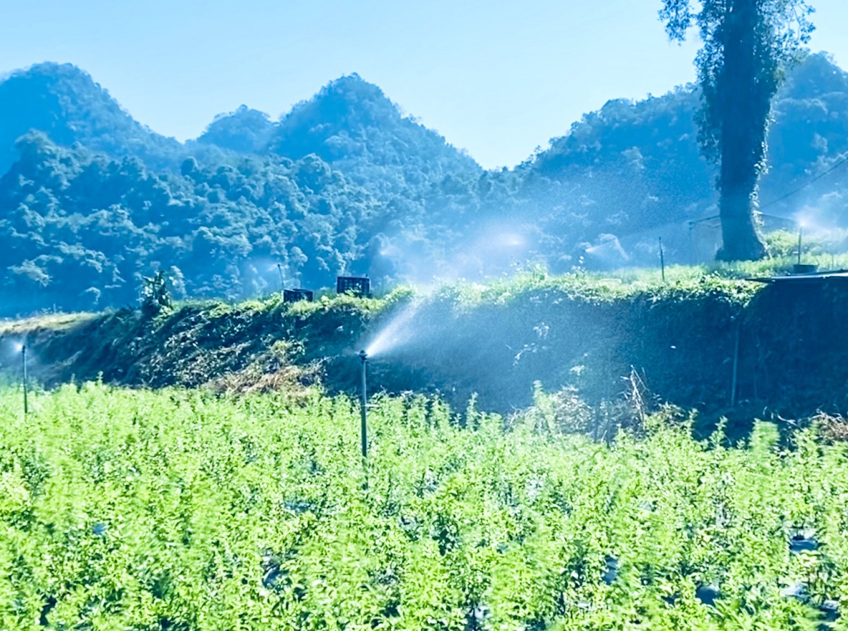 HTX Thảo Đường Vinh tạo đột phá từ trồng cỏ ngọt chuẩn VietGap giá trị cao