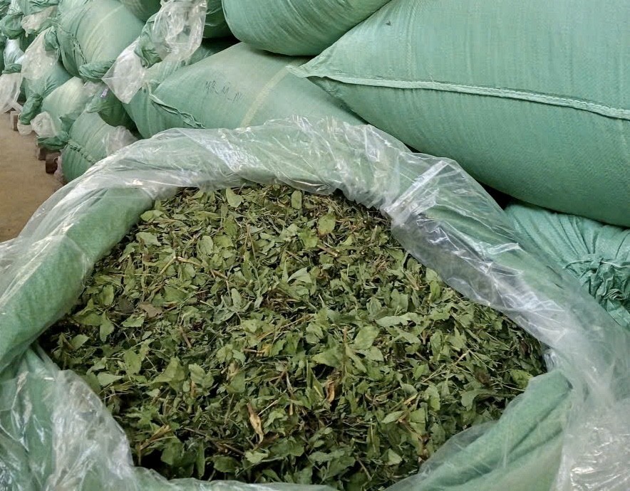 HTX Thảo Đường Vinh tạo đột phá từ trồng cỏ ngọt chuẩn VietGap giá trị cao