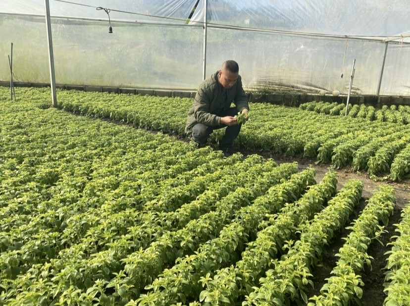 HTX Thảo Đường Vinh tạo đột phá từ trồng cỏ ngọt chuẩn VietGap giá trị cao