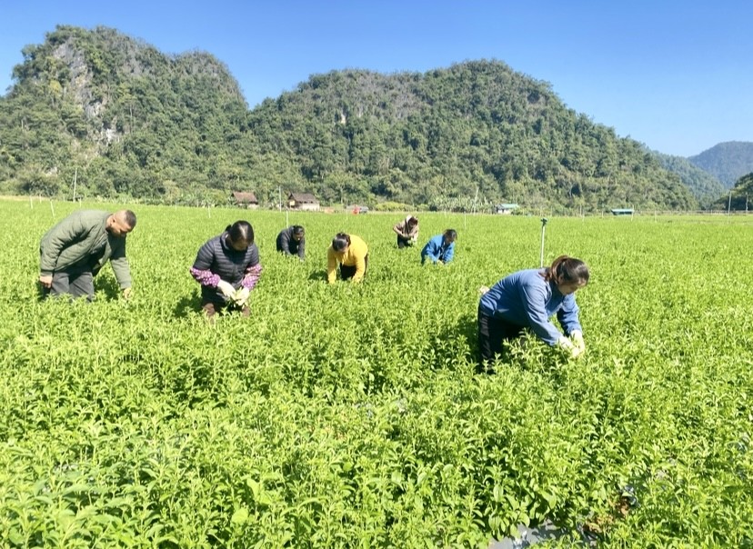 HTX Thảo Đường Vinh tạo đột phá từ trồng cỏ ngọt chuẩn VietGap giá trị cao