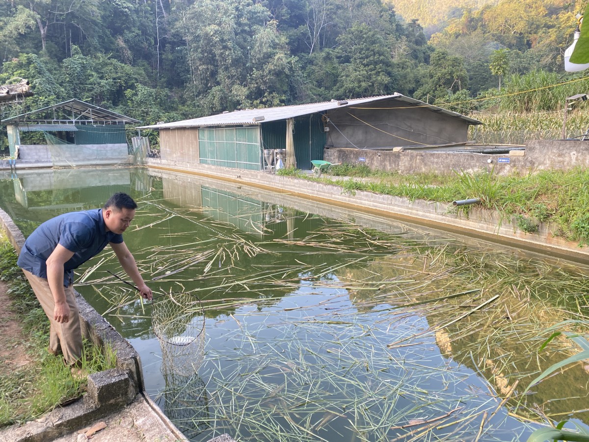 Kiên trì theo đuổi đam mê, gặt thành công với mô hình nuôi ba ba