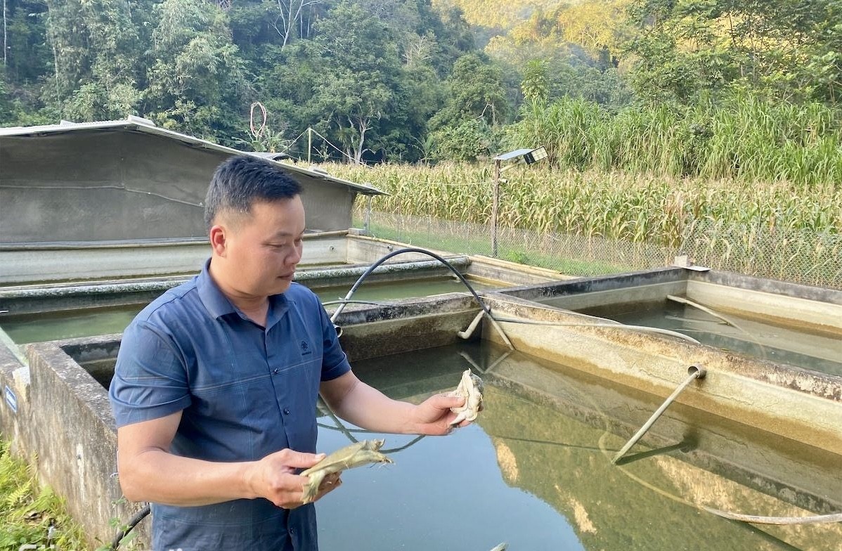 Kiên trì theo đuổi đam mê, gặt thành công với mô hình nuôi ba ba