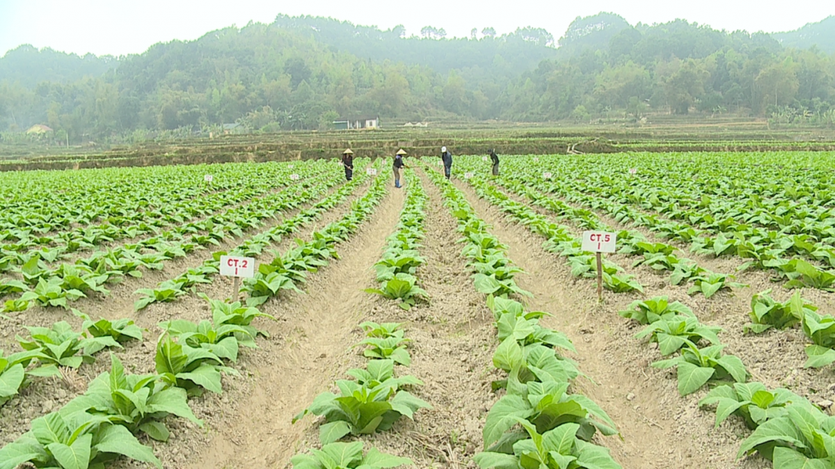 Nông dân giảm nghèo bền vững và làm giàu từ cây thuốc lá