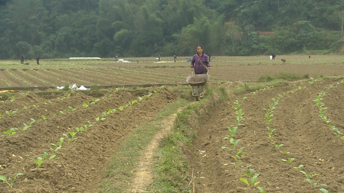 Nông dân giảm nghèo bền vững và làm giàu từ cây thuốc lá