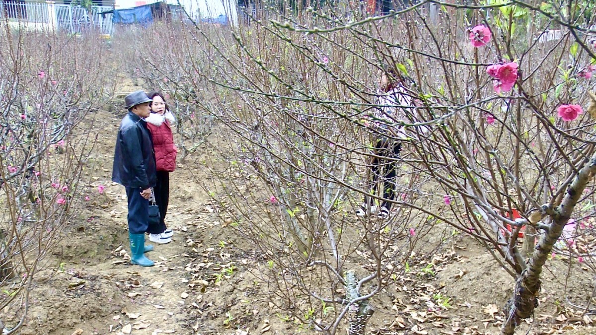 Rộn ràng thị trường đào cảnh ngày cân Tết