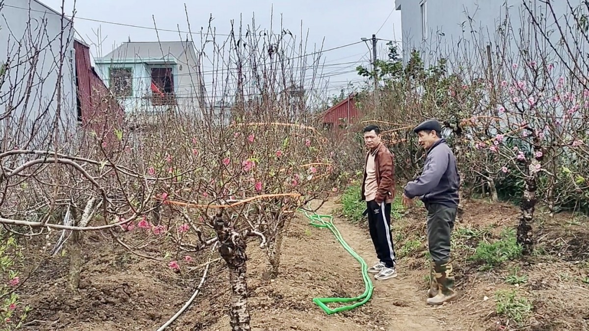 Rộn ràng thị trường đào cảnh ngày cân Tết