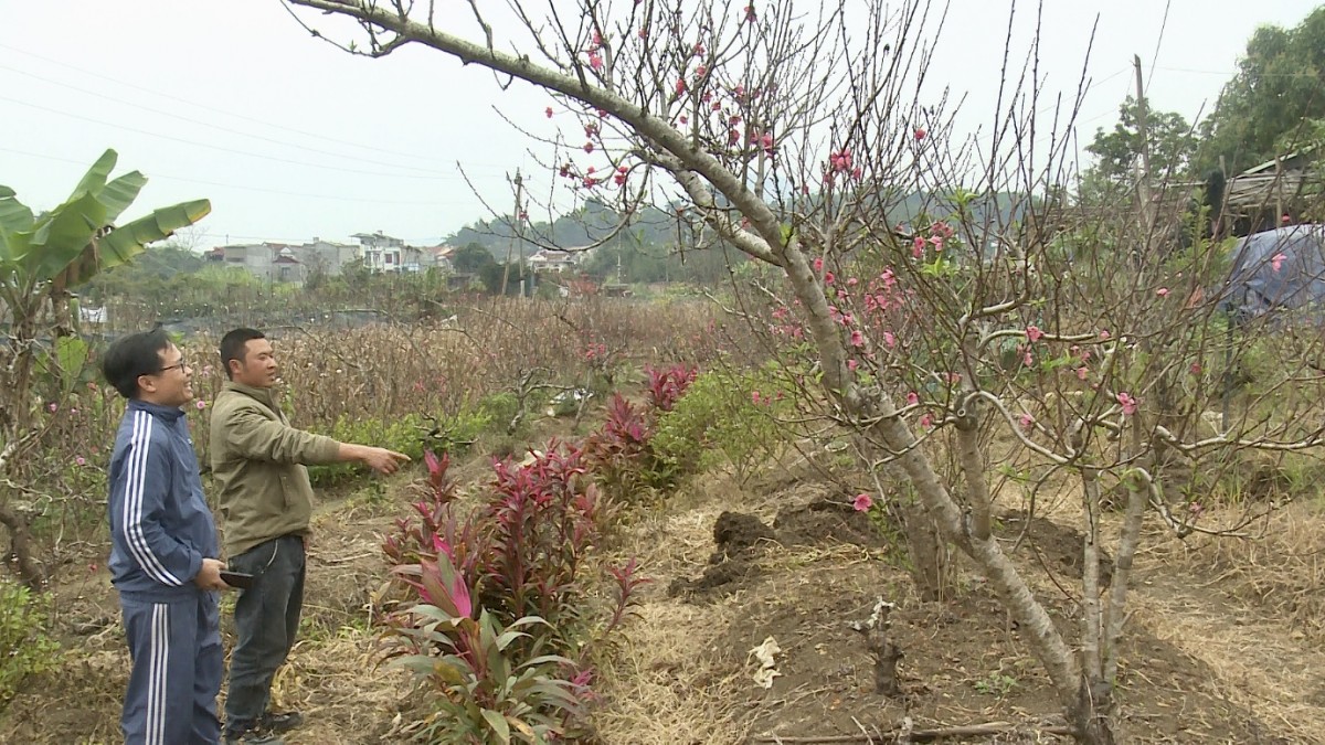 Rộn ràng thị trường đào cảnh ngày cân Tết
