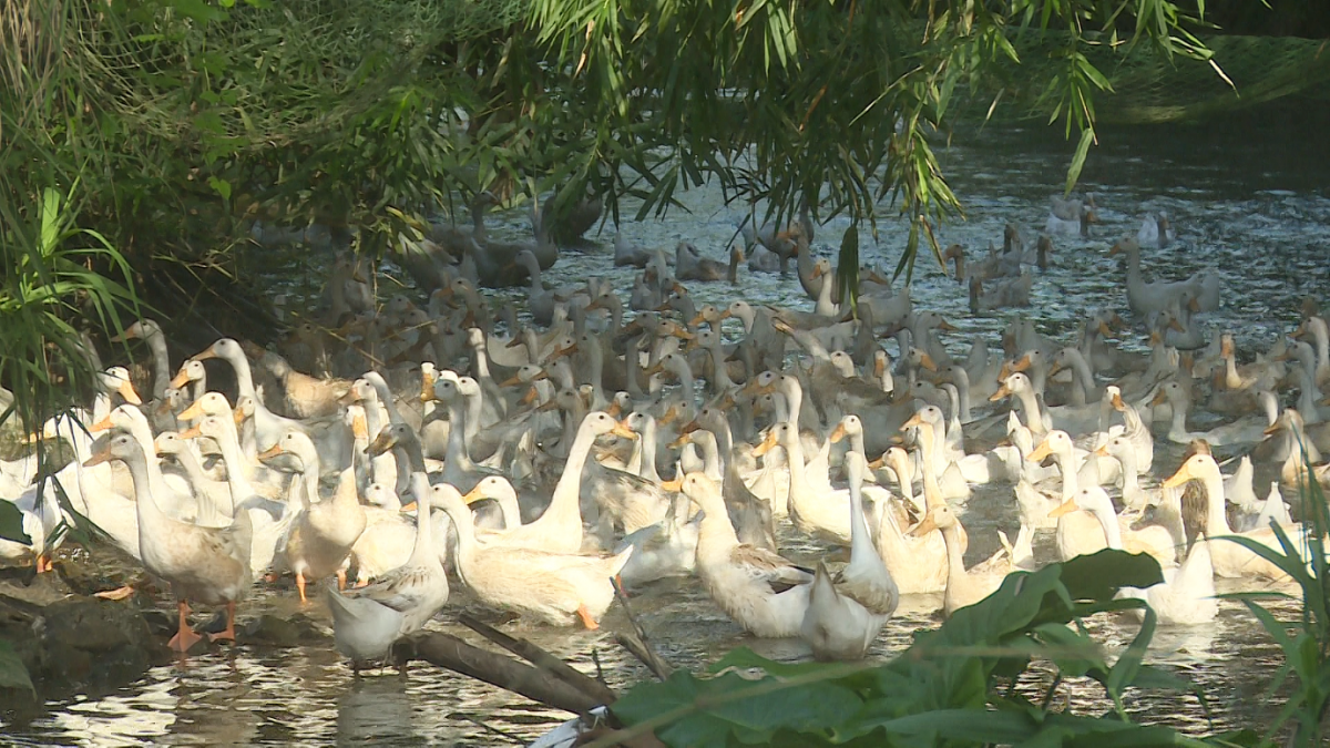 Chủ động tái đàn gia cầm - Hướng đi hiệu quả cho người chăn nuôi