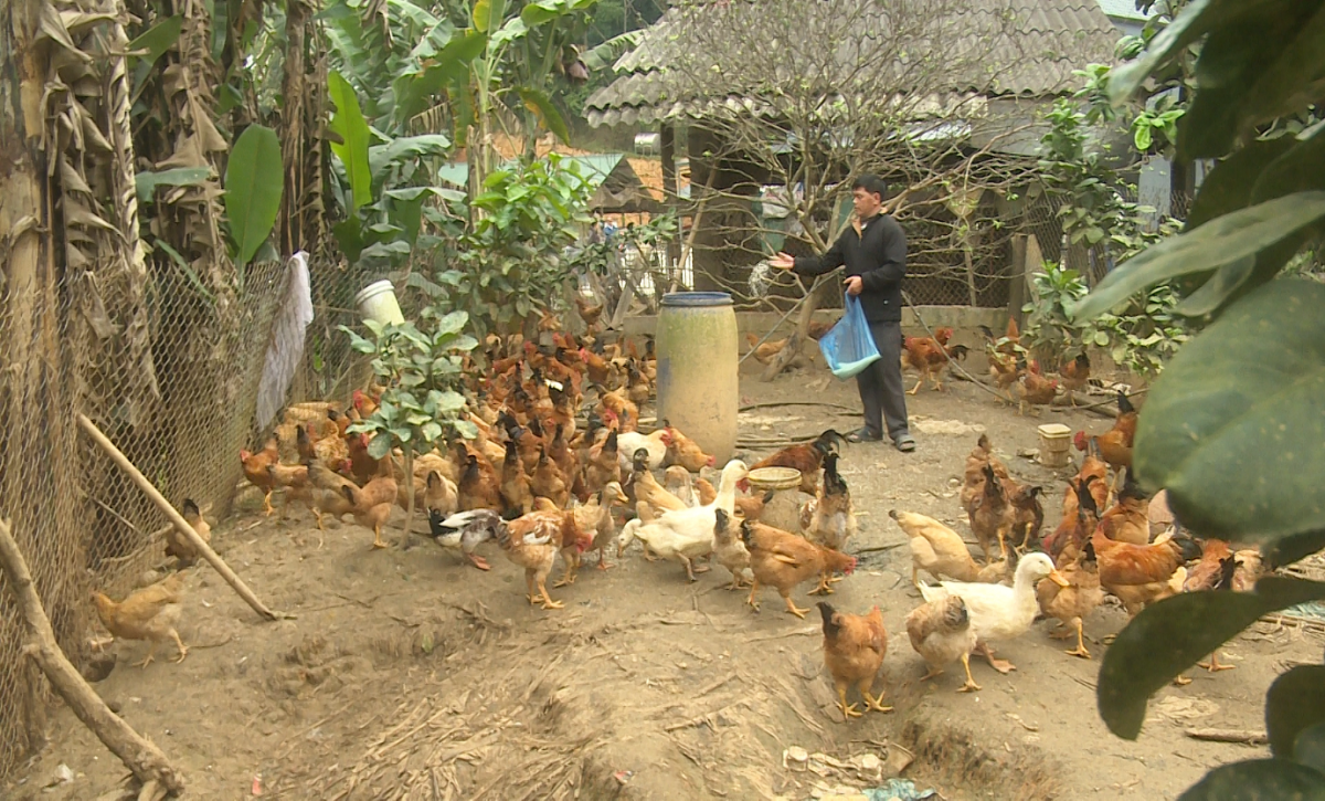 Chủ động tái đàn gia cầm - Hướng đi hiệu quả cho người chăn nuôi