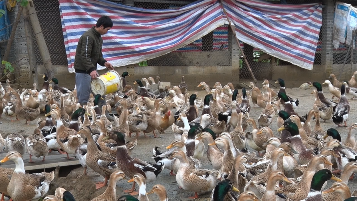 Chủ động tái đàn gia cầm - Hướng đi hiệu quả cho người chăn nuôi