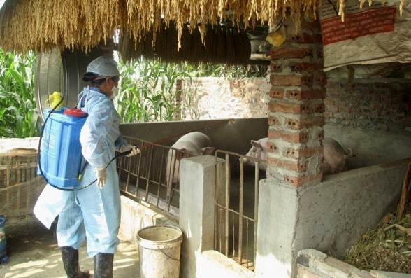 Cao Bằng: Bệnh dịch tả lợn châu Phi phát sinh tại 18 xã, phường
