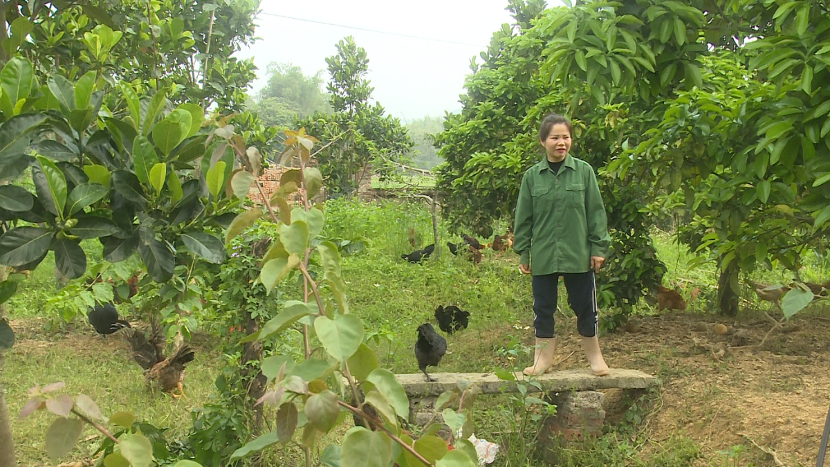 Để đàn gia cầm khoẻ mạnh trong giai đoạn giao mùa