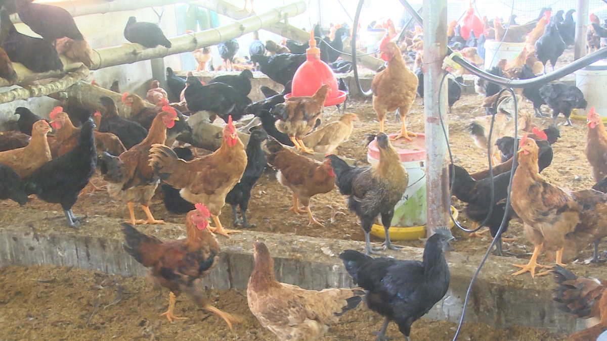 Để đàn gia cầm khoẻ mạnh trong giai đoạn giao mùa