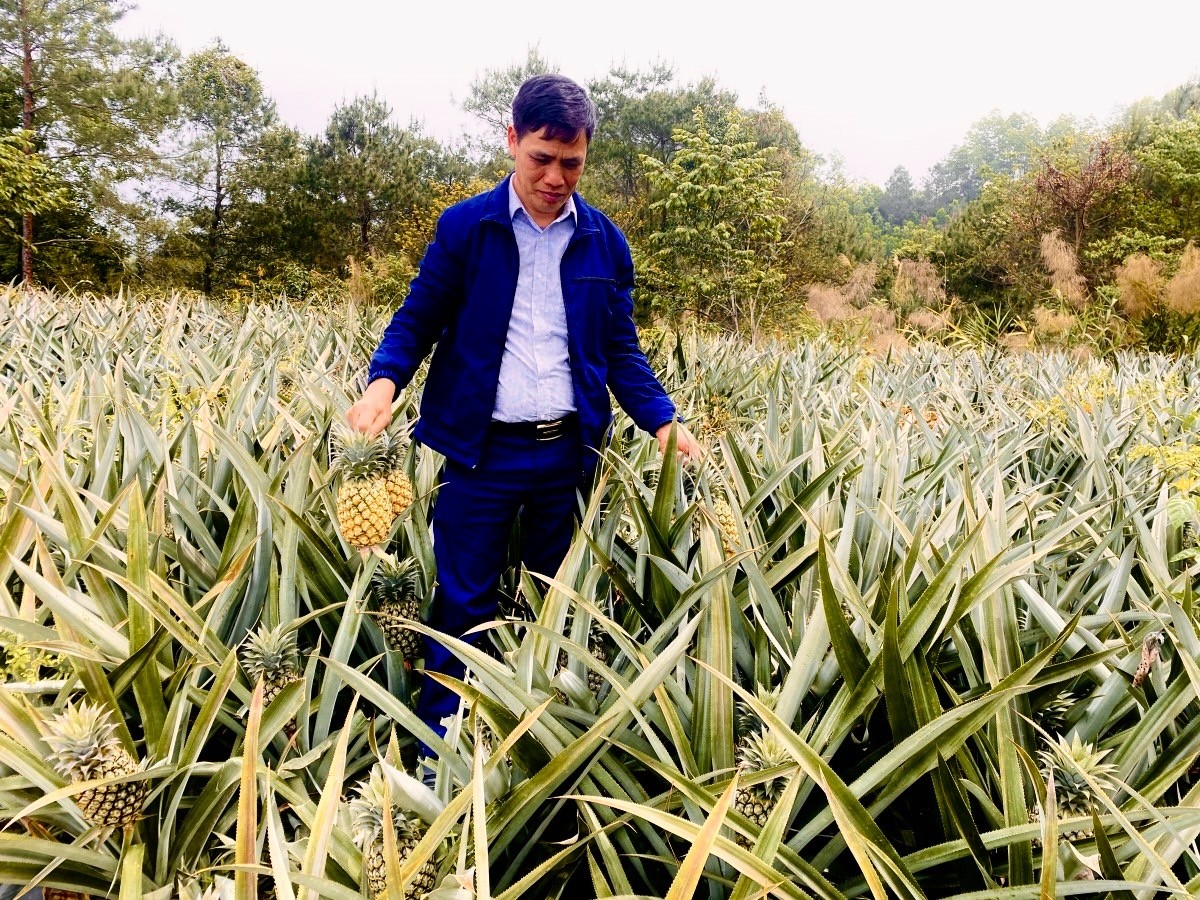 Bạch Đằng ngát thơm mùa dứa chín