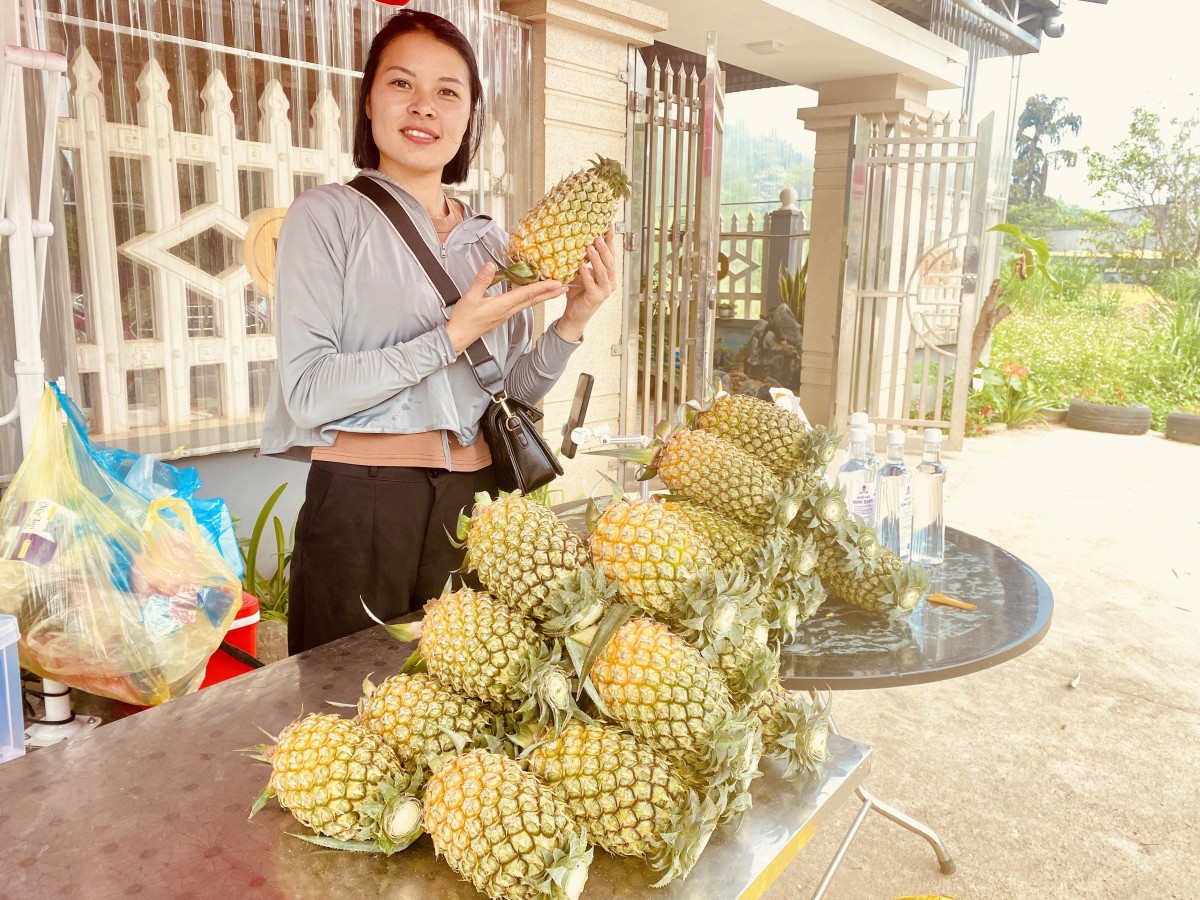 Bạch Đằng ngát thơm mùa dứa chín