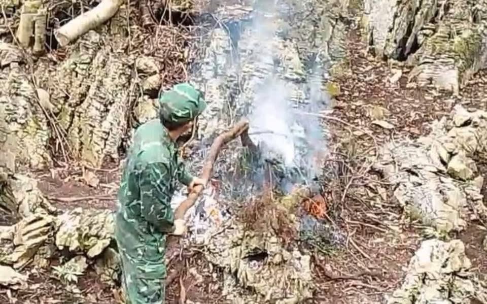 Cao Bằng: Phát hiện, nhổ bỏ và tiêu huỷ 483 cây thuốc phiện