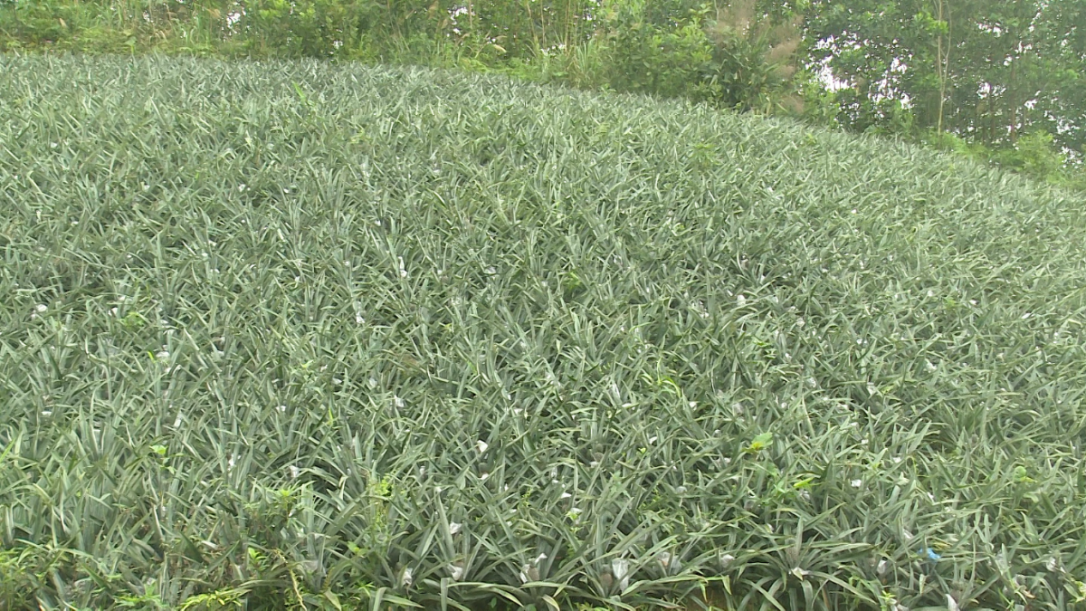 Cải tạo đất đồi thành trang trại sinh thái