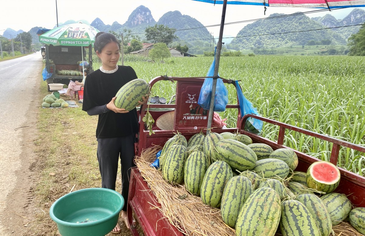 Dưa hấu xen canh - Hướng đi nâng cao thu nhập nhưng còn đó những nỗi lo