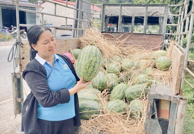 Dưa hấu xen canh - Hướng đi nâng cao thu nhập nhưng còn đó những nỗi lo