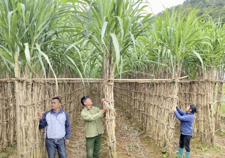 Phát triển cây trồng giá trị kinh tế cao, thúc đẩy kinh tế nông nghiệp hàng hoá  bền vững