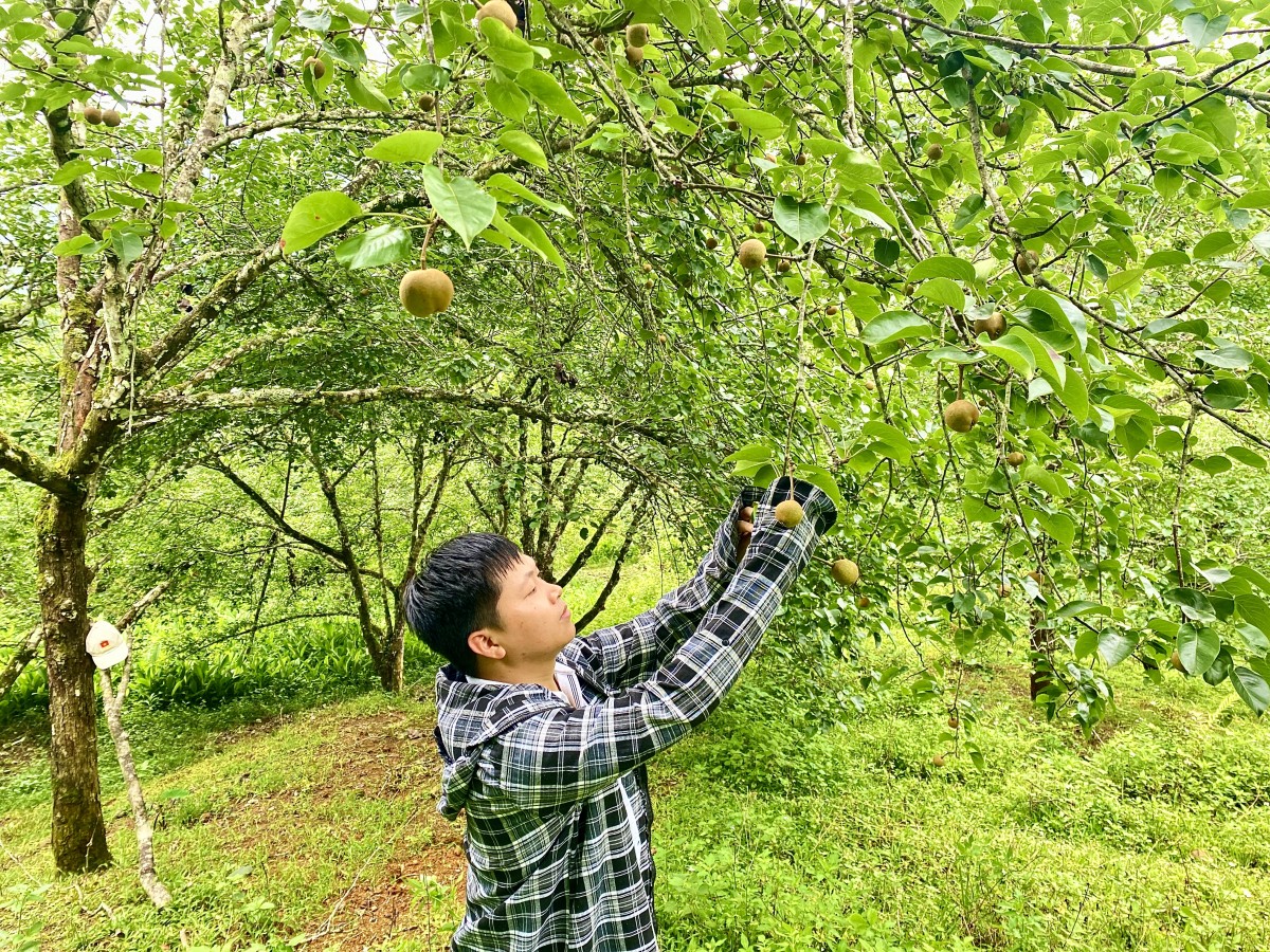 Phát triển cây trồng giá trị kinh tế cao, thúc đẩy kinh tế nông nghiệp hàng hoá  bền vững