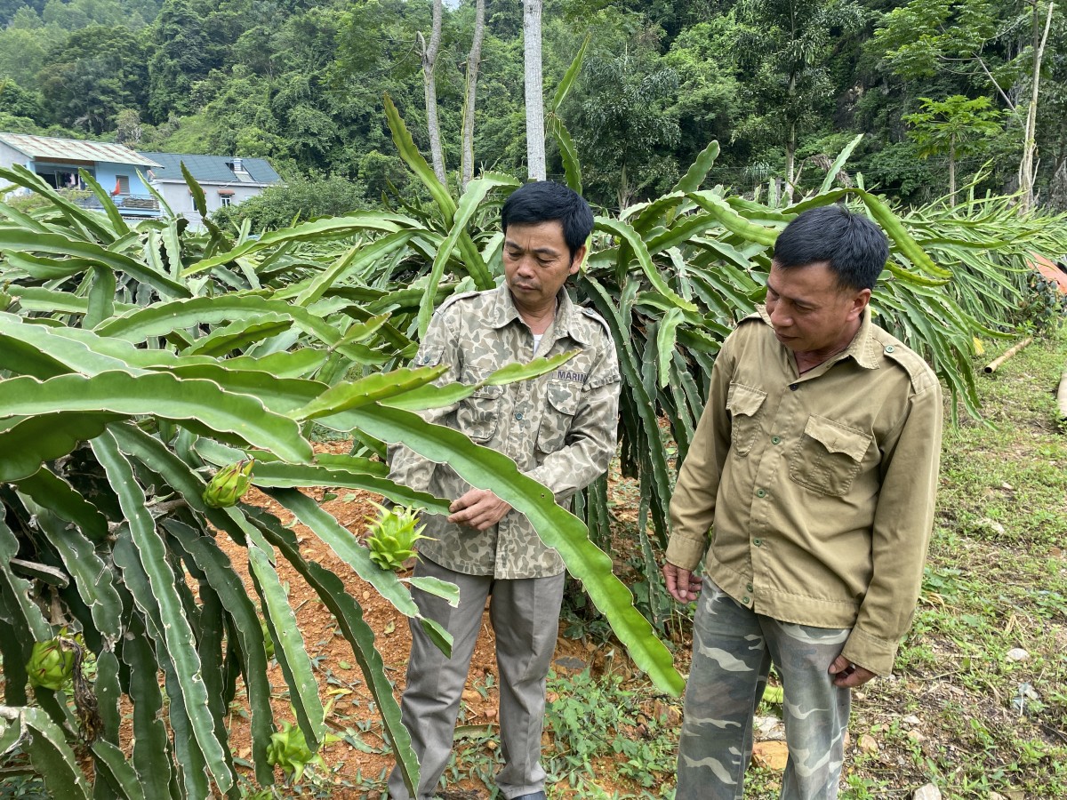Phát triển cây trồng giá trị kinh tế cao, thúc đẩy kinh tế nông nghiệp hàng hoá  bền vững