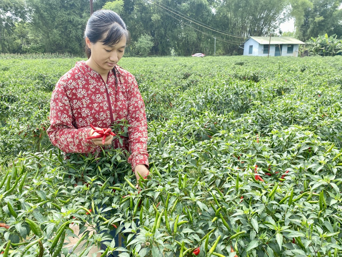 Trồng ớt hữu cơ - Hướng đi hiệu quả nâng cao thu nhập cho người dân