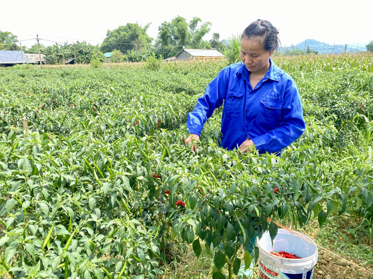 Trồng ớt hữu cơ - Hướng đi hiệu quả nâng cao thu nhập cho người dân