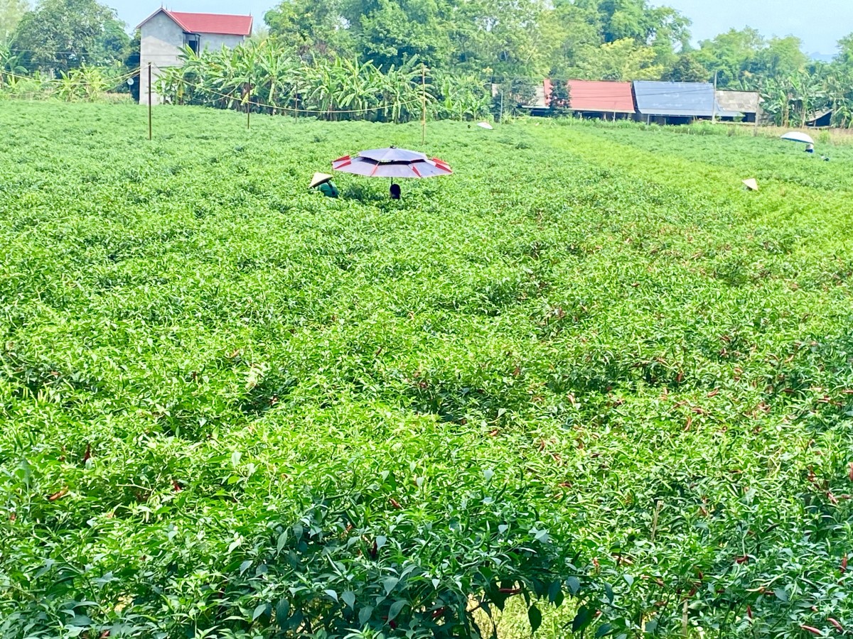 Trồng ớt hữu cơ - Hướng đi hiệu quả nâng cao thu nhập cho người dân