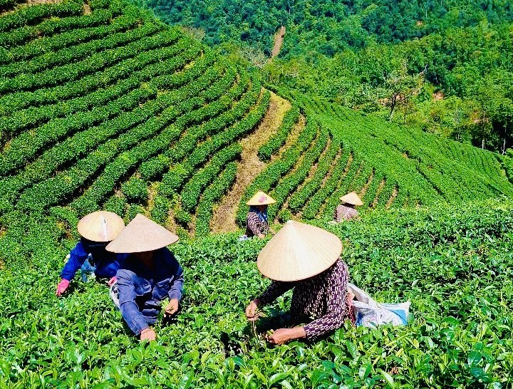 Phát triển sản xuất gắn với xây dựng thương hiệu, gia tăng giá trị sản phẩm